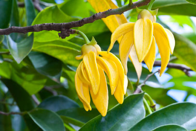 Ylang Ylang Essential Oil